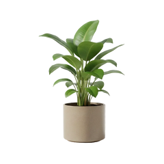 Collection image for: Plants